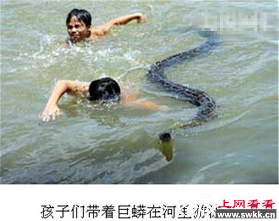 蟒蛇报恩：看家护院抓小偷 还做保姆救人命(图)
