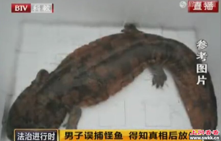 男子水中误捕怪鱼 四只脚在地上爬行会咬人