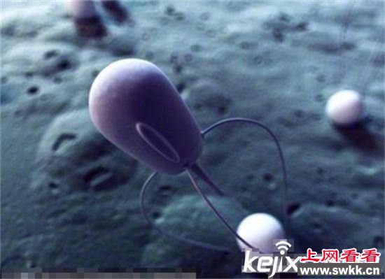 2050年人类或可获得永生 将存活在电脑里 www.swkk.com
