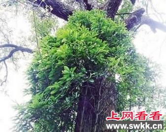 三峡库区发现800岁最大野生金丝楠木王