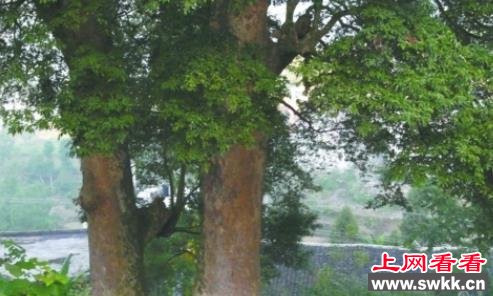 三峡库区发现800岁最大野生金丝楠木王