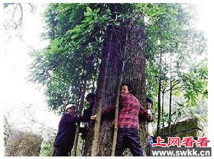 金丝楠木王要四个人才能抱住
