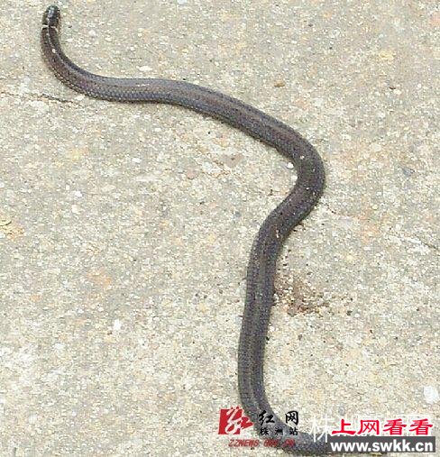 村民挖出罕见"两头蛇"首尾各有一个头