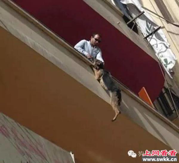 狗狗跳楼自杀，背后的原因让人揪心