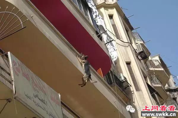 狗狗跳楼自杀，背后的原因让人揪心