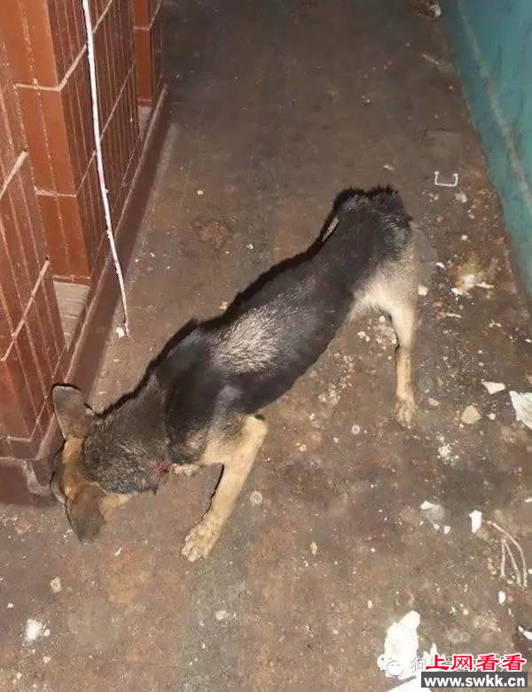 狗狗跳楼自杀，背后的原因让人揪心