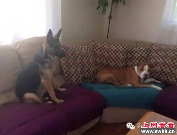 狗狗跳楼自杀，背后的原因让人揪心
