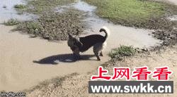 狗狗跳楼自杀，背后的原因让人揪心