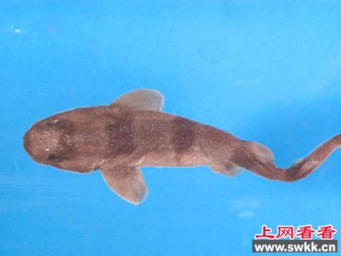 钓上浅粉红色怪鱼似鲨鱼如外星人的眼睛