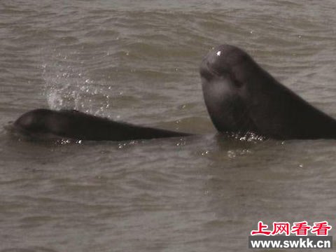 长江江豚成双成对追逐示爱