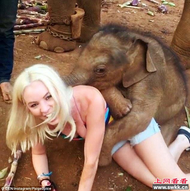 泰国小象热情飞扑美女求抱抱走红
