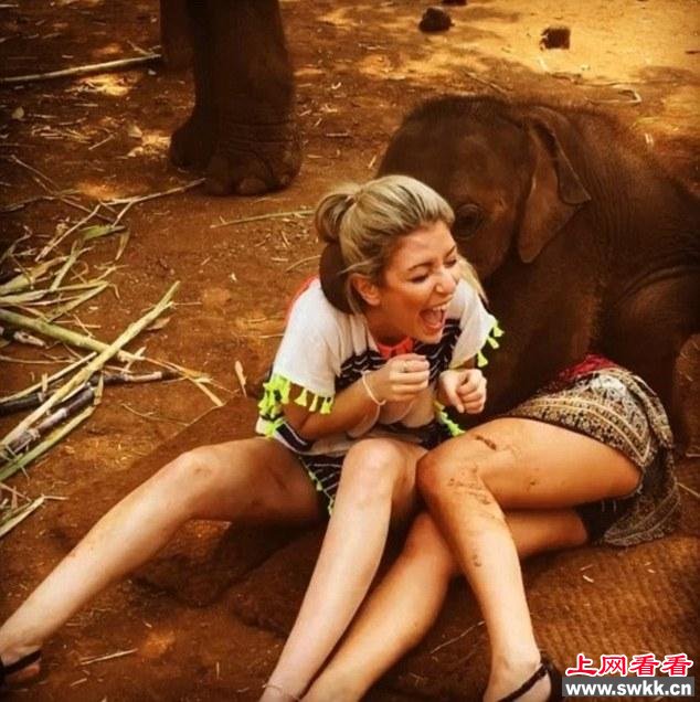 泰国小象热情飞扑美女求抱抱走红