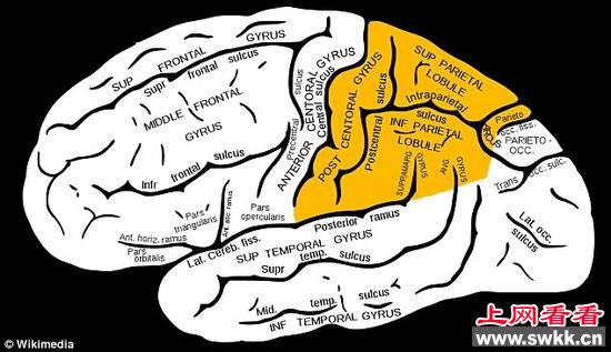 美国加州大学圣地亚哥分校的科学家认为睡眠麻痹在一个人在快速眼动期醒来时出现。出现睡眠麻痹时，人虽然已经醒来，但肌肉几乎瘫痪。科学家表示这可能是一种进化机制，防止人在睡梦中行走。他们指出所有的一切都与大脑内的一个区域出现混乱有关。这个大脑区域拥有一幅描绘“自身”的神经地图