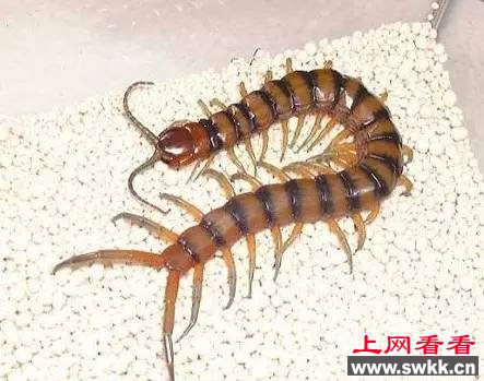 波多黎各巨人蜈蚣