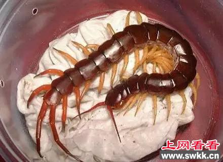 马来西亚巨人蜈蚣