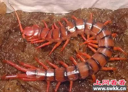 哈氏蜈蚣