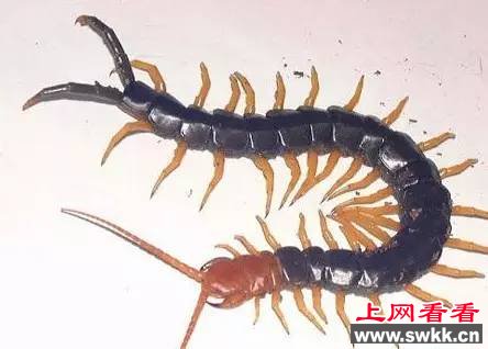 北美巨人蜈蚣