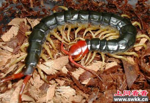 少棘蜈蚣/中国红头蜈蚣