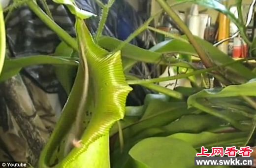 巨型猪笼草
