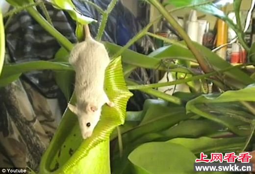 巨型猪笼草