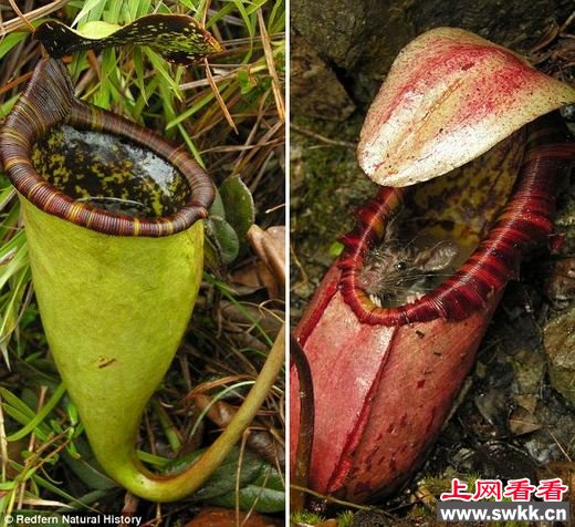 巨型猪笼草 swkk.cn