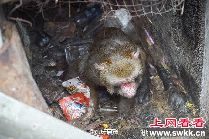 泰国一猴子被关洞中25年 竟顽强的活下来