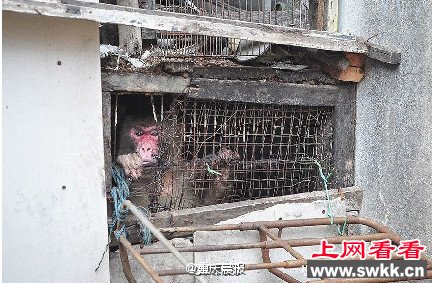 泰国一猴子被关洞中25年 竟顽强的活下来