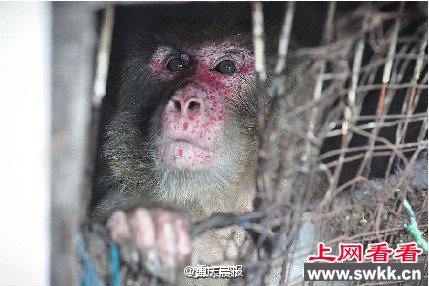 泰国一猴子被关洞中25年 竟顽强的活下来