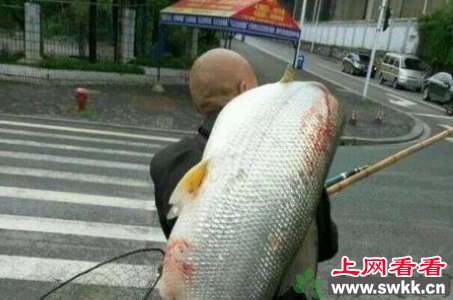 老人长江里钓起大鱼王肩扛过市www.swkk.com