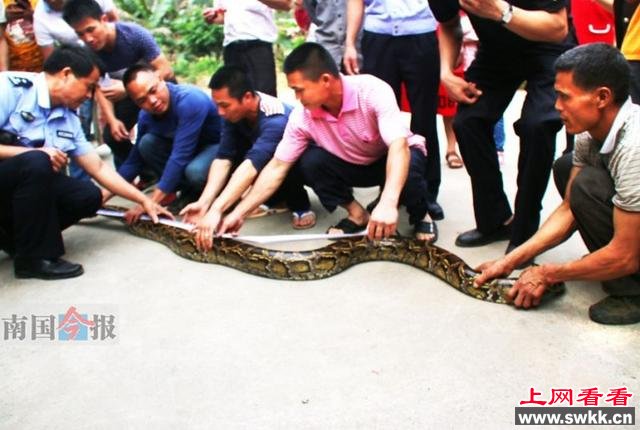 广西村民扫墓捕获3米长蟒蛇 当时正盘在坟头