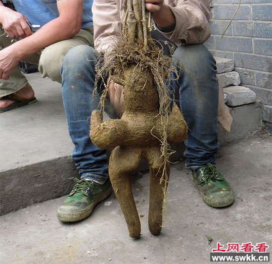 人形何首乌 女性轮廓何首乌