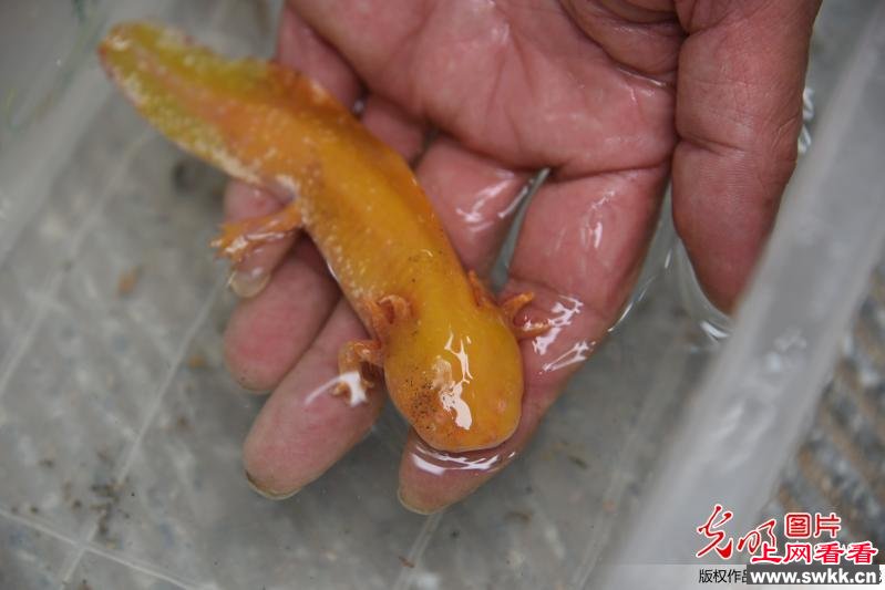 黄金娃娃鱼六角恐龙