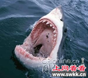 10大超级恐怖动物第5名:大白鲨