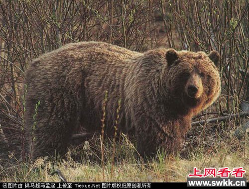 10大超级恐怖动物第6名:灰熊