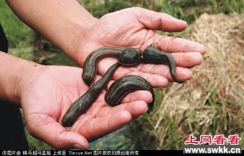 10大超级恐怖动物第10名:水蛭