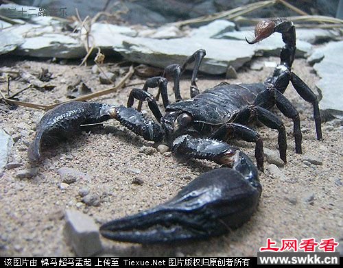 10大超级恐怖动物第4名:帝王蝎