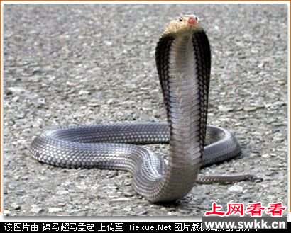 10大超级恐怖动物第3名：眼镜蛇