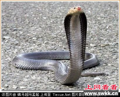 10大超级恐怖动物第3名:眼镜蛇