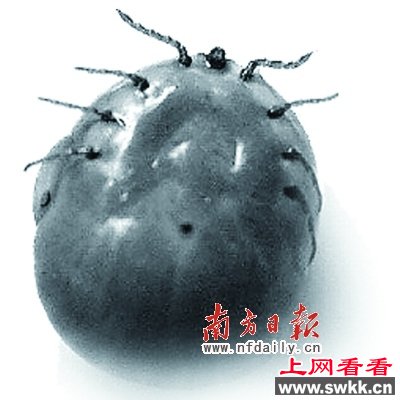 10大超级恐怖动物第8名:蜱虫