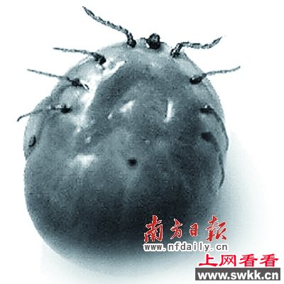 10大超级恐怖动物第8名：蜱虫