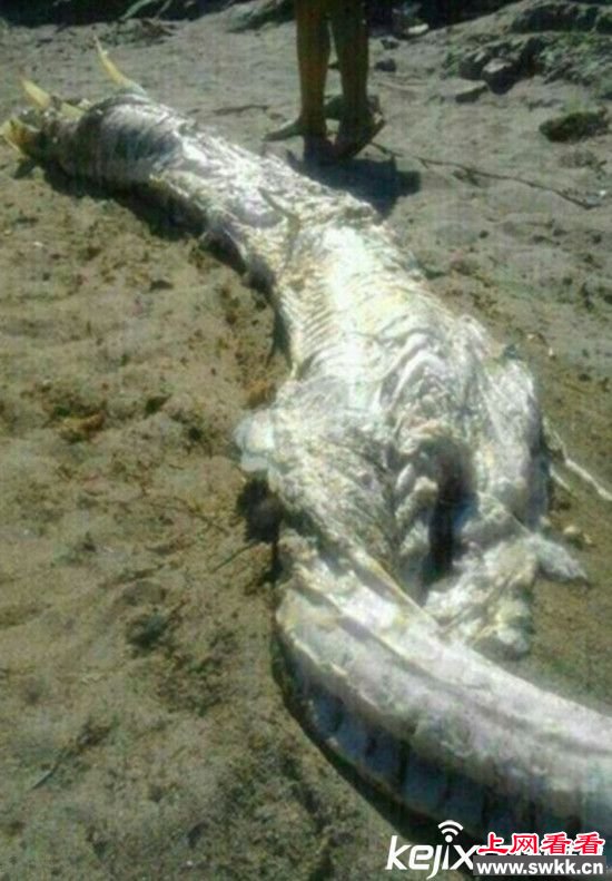 海滩惊现巨型皇带鱼俗称白龙王尸体