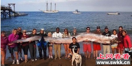 15米世界最长皇带鱼