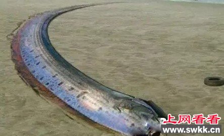 15米世界最长皇带鱼上网看看 www.swkk.com