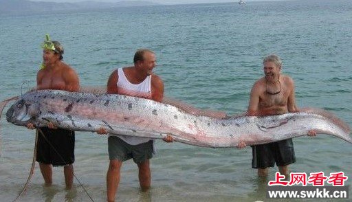 15米世界最长皇带鱼