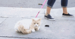 强行遛猫会是什么结果？gif动态图