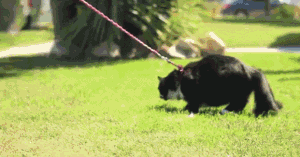 gif遛猫动态图