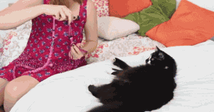 gif遛猫动态图