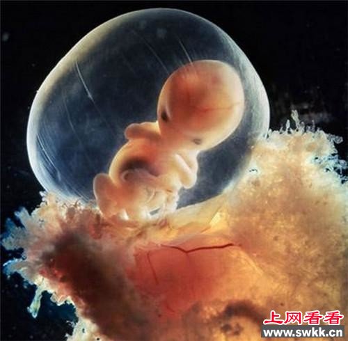男人液体进入女人体内后 怀孕全过程