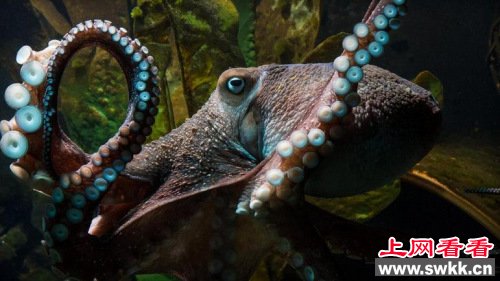 新西兰 章鱼从水族馆成功越狱上网看看 www.swkk.com