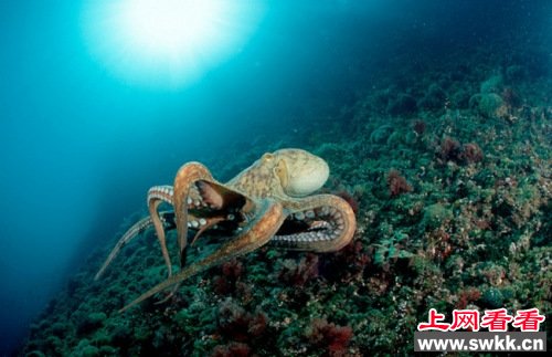 新西兰 章鱼从水族馆成功越狱上网看看 www.swkk.com